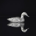 Large silver mallard duck