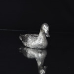 Large silver mallard duck