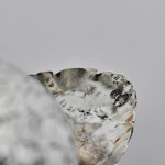 Edwardian sterling silver partridge hen