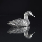 Large silver swimming mallard duck