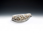 EXETER.  An extremely rare George III Silver mounted Cowrie Shell "Fish" Snuff Box made in Exeter in 1818 by John Webb.