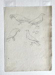 George Price Boyce - Studies of Pigeons