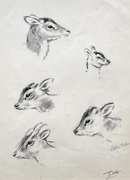 Eileen Soper - Little Feller: Young Muntjac Head Studies