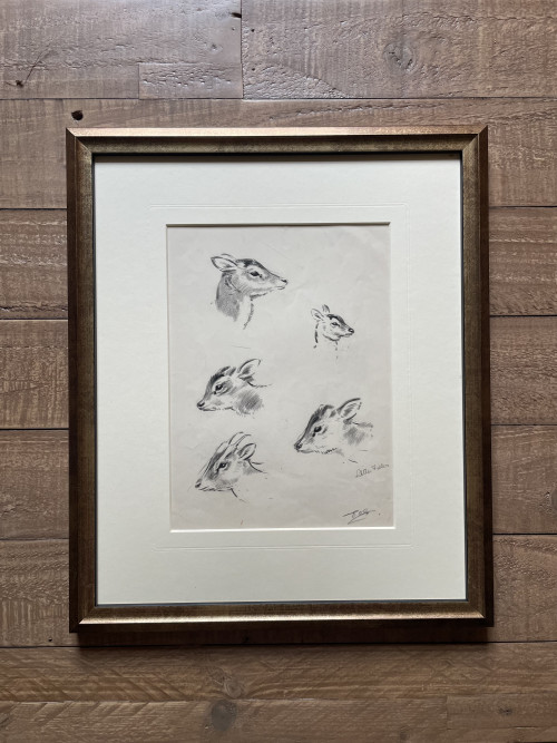 Eileen Soper - Little Feller: Young Muntjac Head Studies