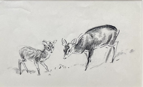Eileen Soper - Muntjac and Fawn