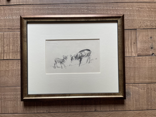 Eileen Soper - Muntjac and Fawn