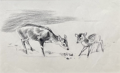 Eileen Soper - Muntjac Mother