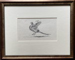 Eileen Soper - Pheasant Display