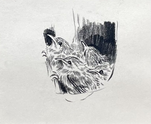 Eileen Soper - Tree Creeper Chicks