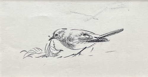 Eileen Soper - Robin