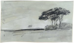 Roman Pines in an open landscape