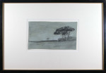 Roman Pines in an open landscape