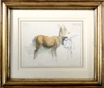 Study of Deer
