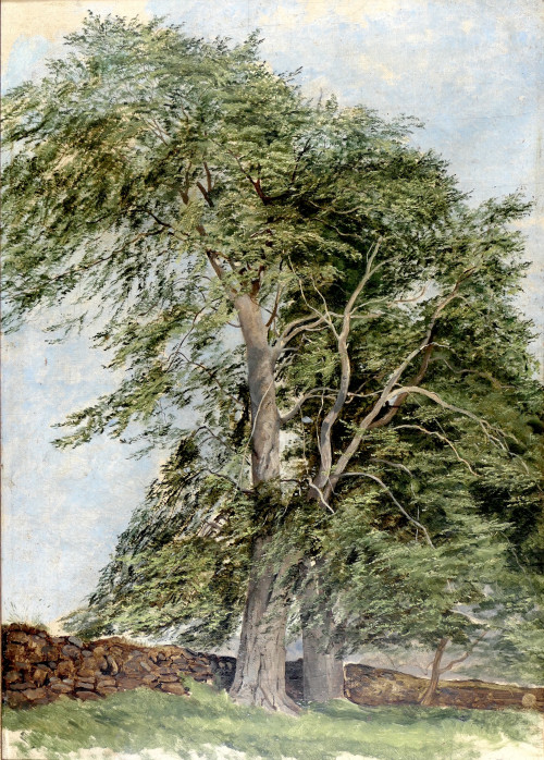 Beeches