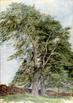 Beeches