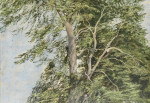 Beeches