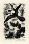 Birds Climbing the Air