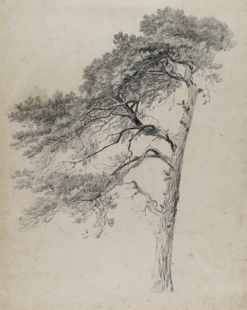 Scotch Fir