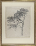 Scotch Fir