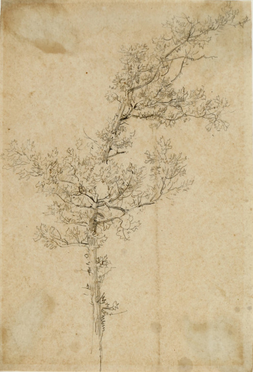 Study of a Young Oak Tree