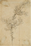 Study of a Young Oak Tree