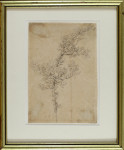 Study of a Young Oak Tree