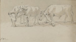 Study of Oxen