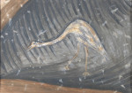 Crane, from a Medieval Wall Painting