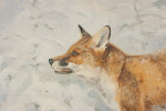 Painting of A Fox in Winter Landscape By Jonathan Sainsbury