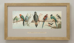 Pair Of Cricket Prints, Harry Bright, An English Team & An Australian Eleven