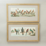 Pair Of Cricket Prints, Harry Bright, An English Team & An Australian Eleven