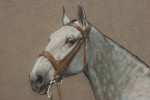 Pastel Painting Of A Grey Hunter