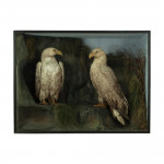 Antique Taxidermy Sea Eagles by Henry Ward, Father of Roland Ward