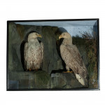 Antique Taxidermy Sea Eagles by Henry Ward, Father of Roland Ward