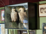 Antique Taxidermy Sea Eagles by Henry Ward, Father of Roland Ward