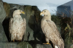 Antique Taxidermy Sea Eagles by Henry Ward, Father of Roland Ward