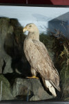 Antique Taxidermy Sea Eagles by Henry Ward, Father of Roland Ward