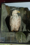 Antique Taxidermy Sea Eagles by Henry Ward, Father of Roland Ward