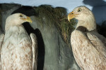 Antique Taxidermy Sea Eagles by Henry Ward, Father of Roland Ward