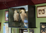 Antique Taxidermy Sea Eagles by Henry Ward, Father of Roland Ward