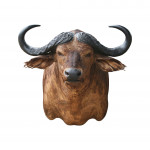 Cape Buffalo