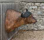 Cape Buffalo