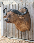 Cape Buffalo