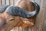 Cape Buffalo