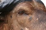 Cape Buffalo