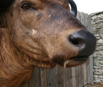 Cape Buffalo