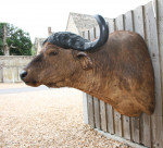 Cape Buffalo