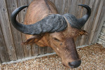 Cape Buffalo