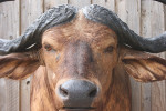 Cape Buffalo