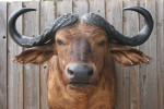 Cape Buffalo